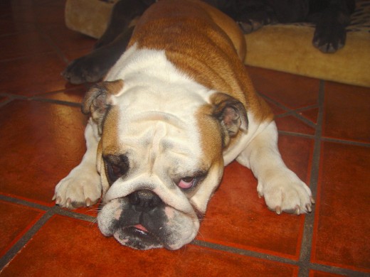 Mi gorda bella descansando comodamente.